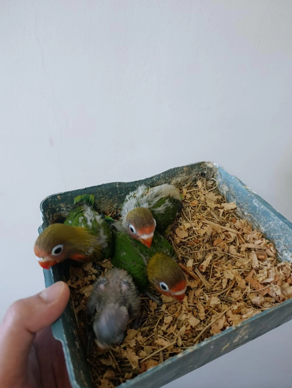 Bebek Cennet Papağanı