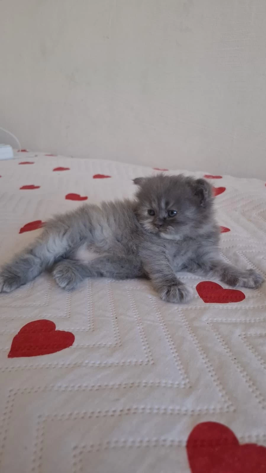 Sağlıklı Karışım İrk Kedimiz