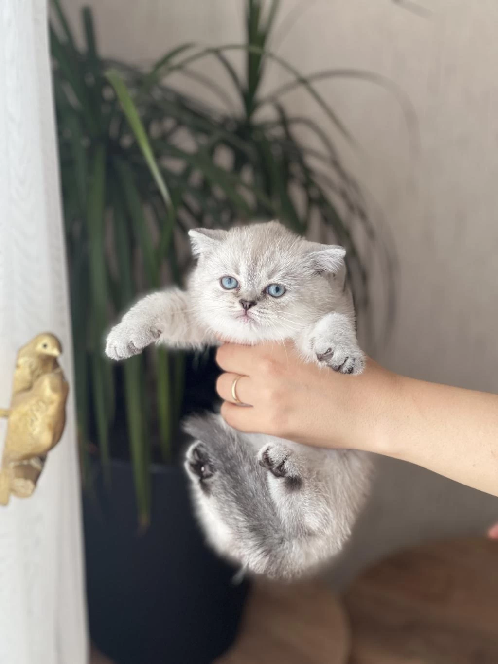 Ayi Surat British Shorthair Yavrum