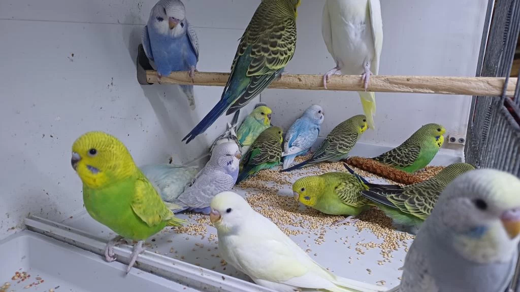Alıştırmalık Muhabbet Kuşu Yavrular Hepsi Güzel