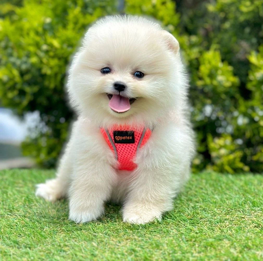 Sevimli Pomeranian Boo Yavrularımız