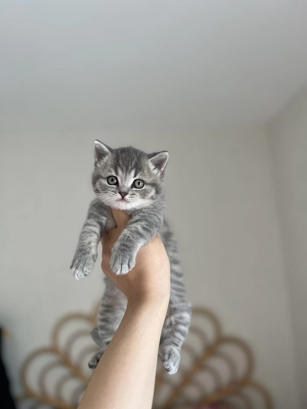 British Shorthair Yavrularim