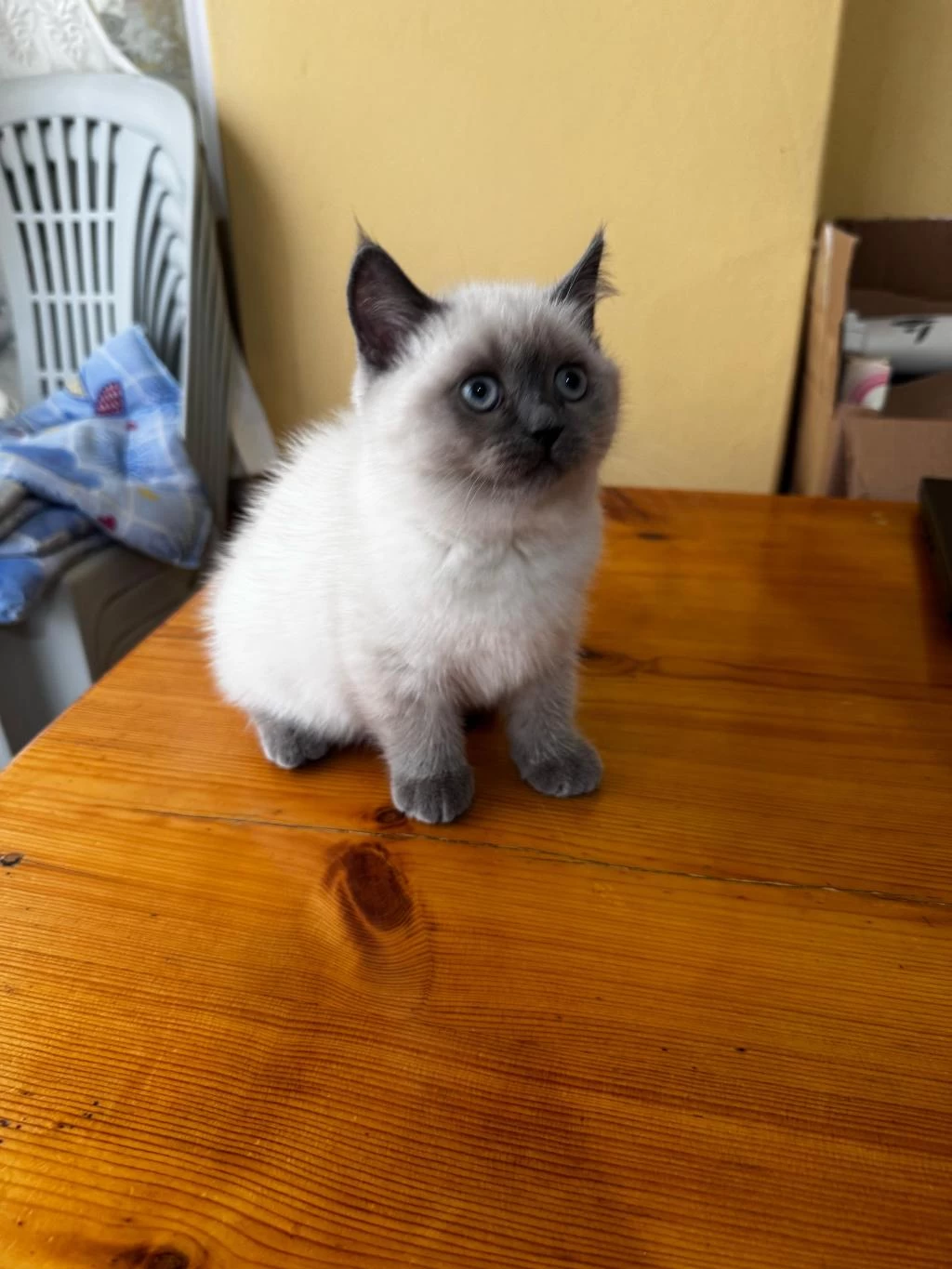 British Shorthair Bluepoint Yavru