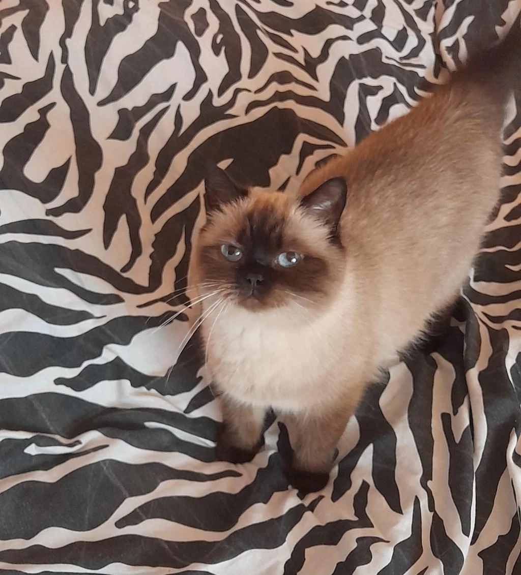 Kısırlaştırma Şartıyla Ücretsiz Olarak Ragdoll