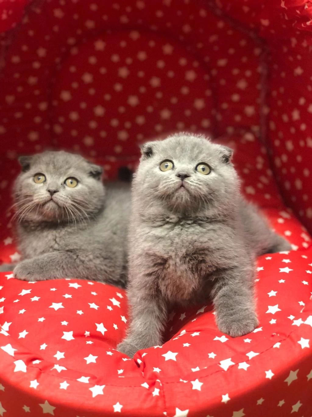 Scottish Fold Yavrularim