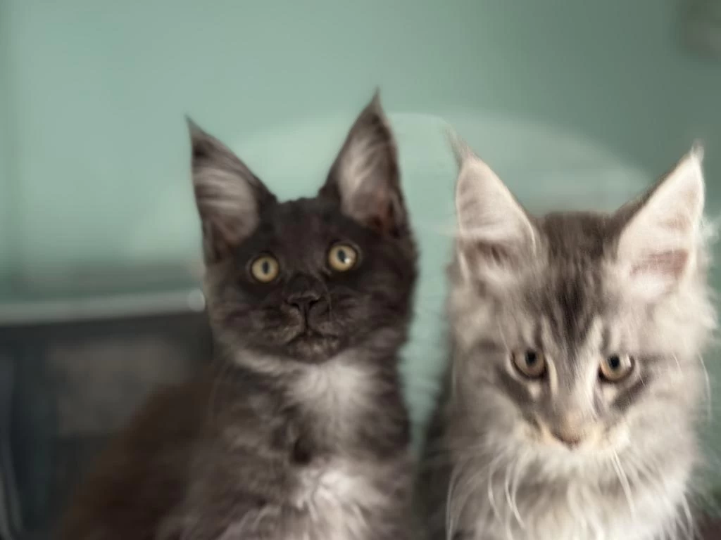 Show Kalite Aşılı Pasaportlu Maine Coon Yavrularımız