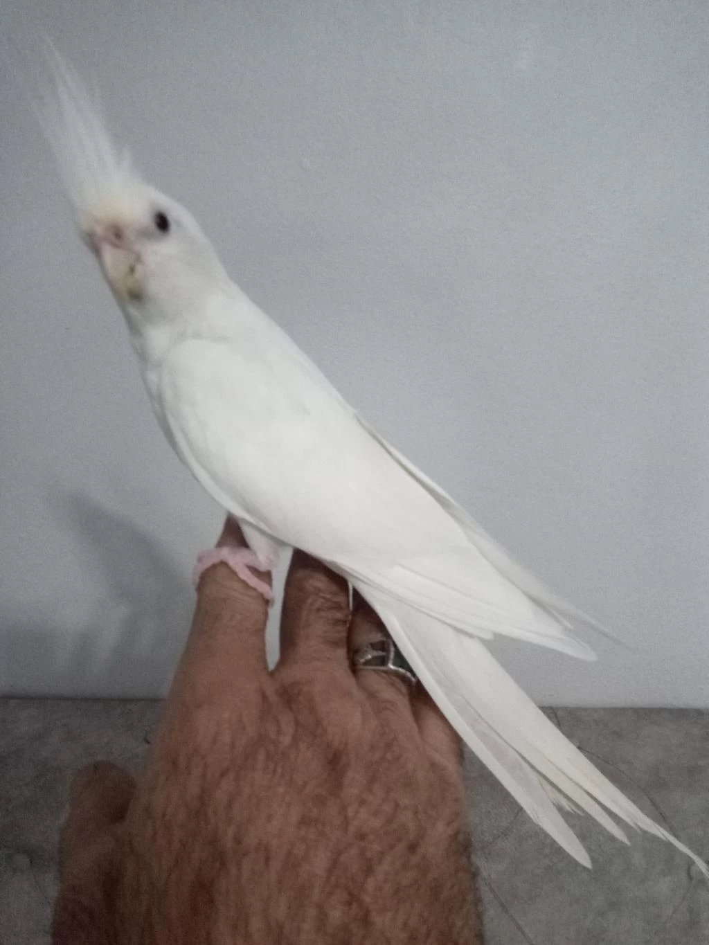 Evcil Dişi Bilezikli Sultan Papağanı