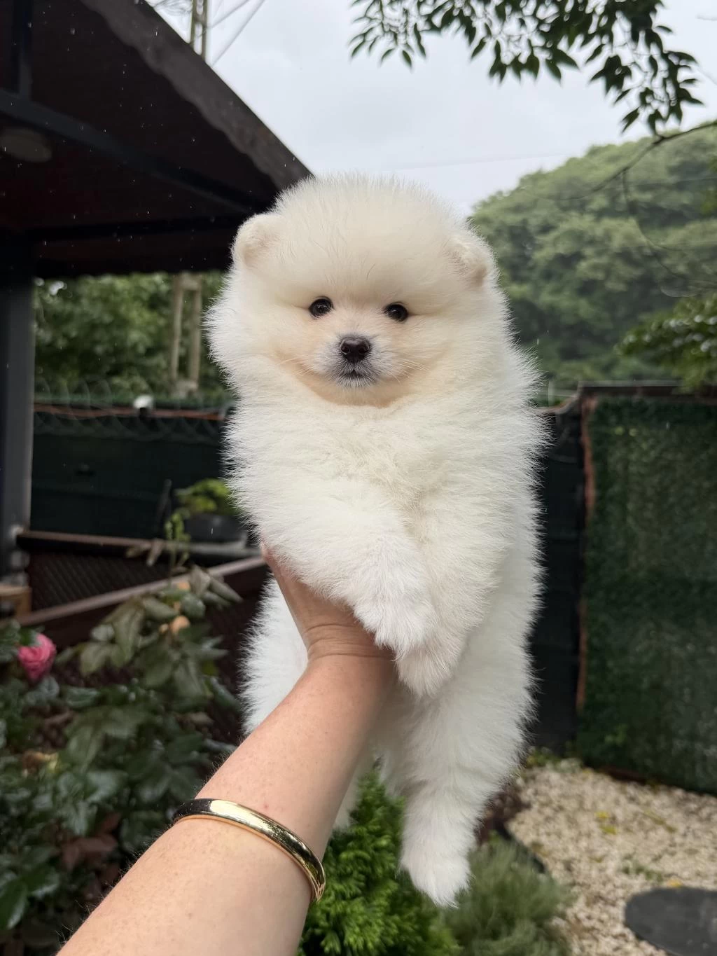 Ayi Surat Pomeranian Boo