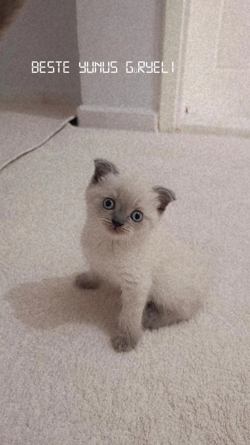 Scottish Blue Point Oyuncu Kedimiz