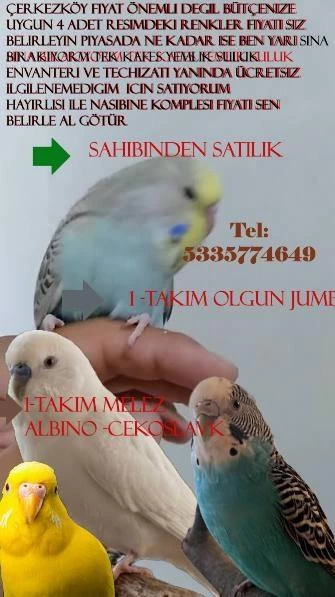 Acil Bakamıyorum İşsizim İyi Bakacak Fiyatı Uygun Kuşumuz