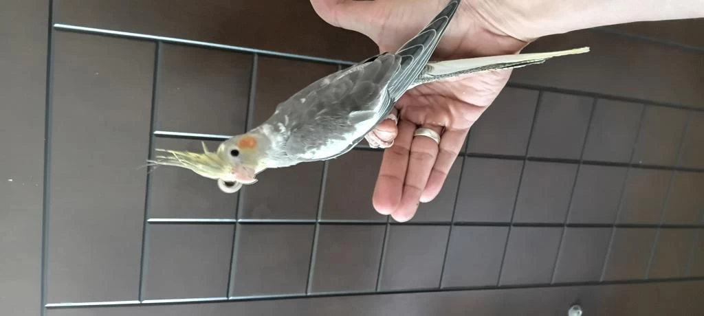 6 Aylık Erkek Sultan Papağanı