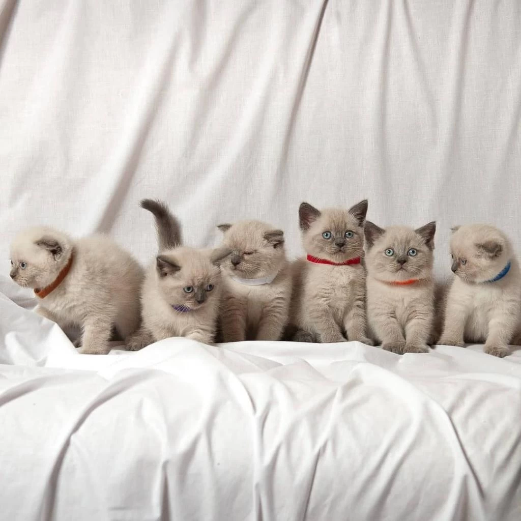 British Shorthair Yavruları