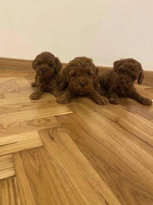 Ziyarete Açik Erkek Dişi Poodle Bebekler