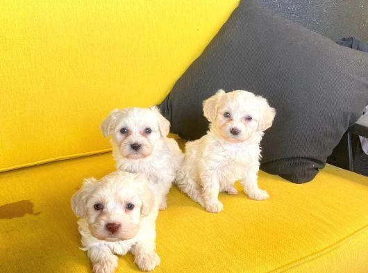 Maltipoo Yavrularımız Uygundur