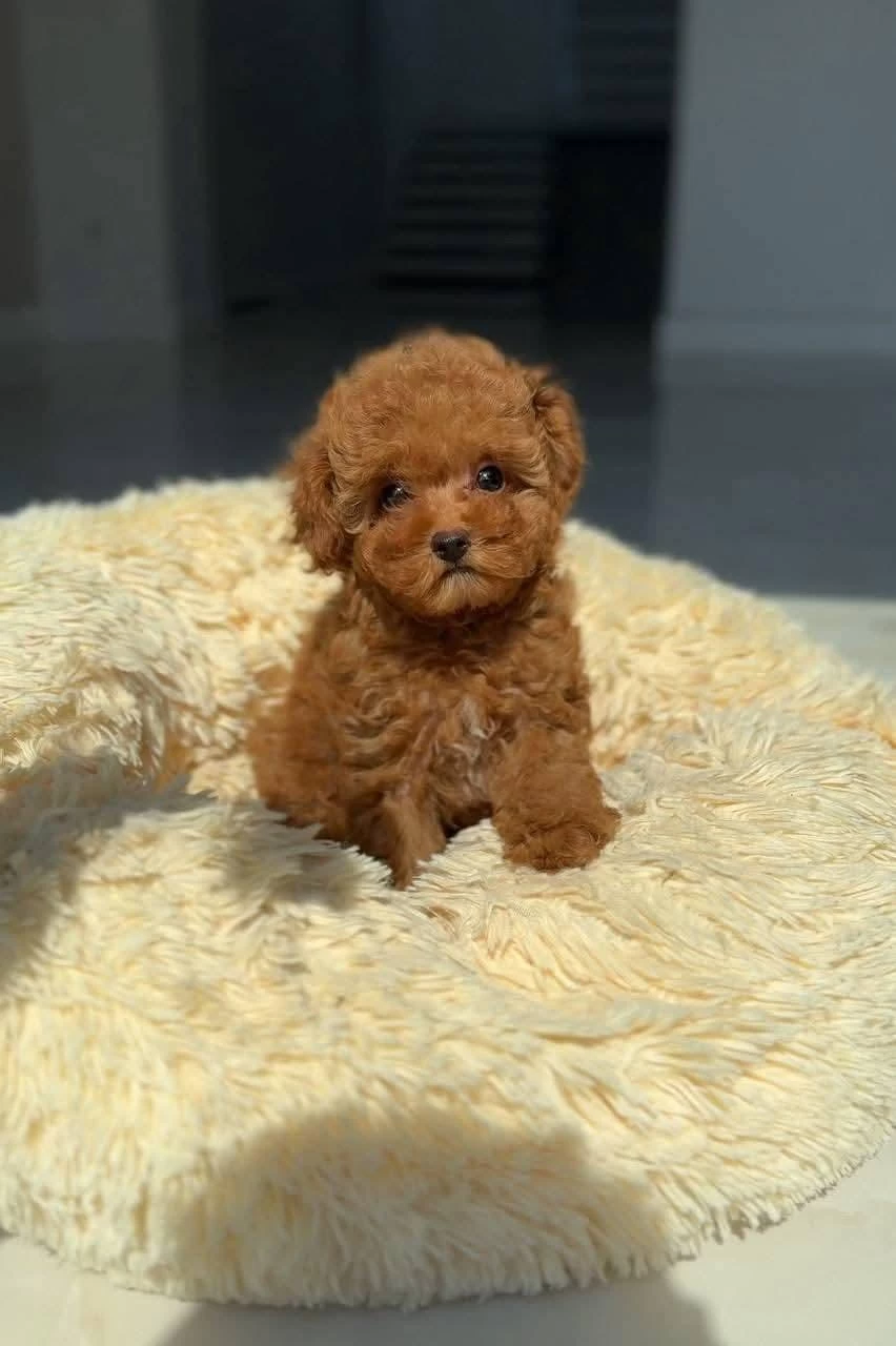 Ruhsatli Köpek Çiftliğinden Toy Poodle Yavrularımız