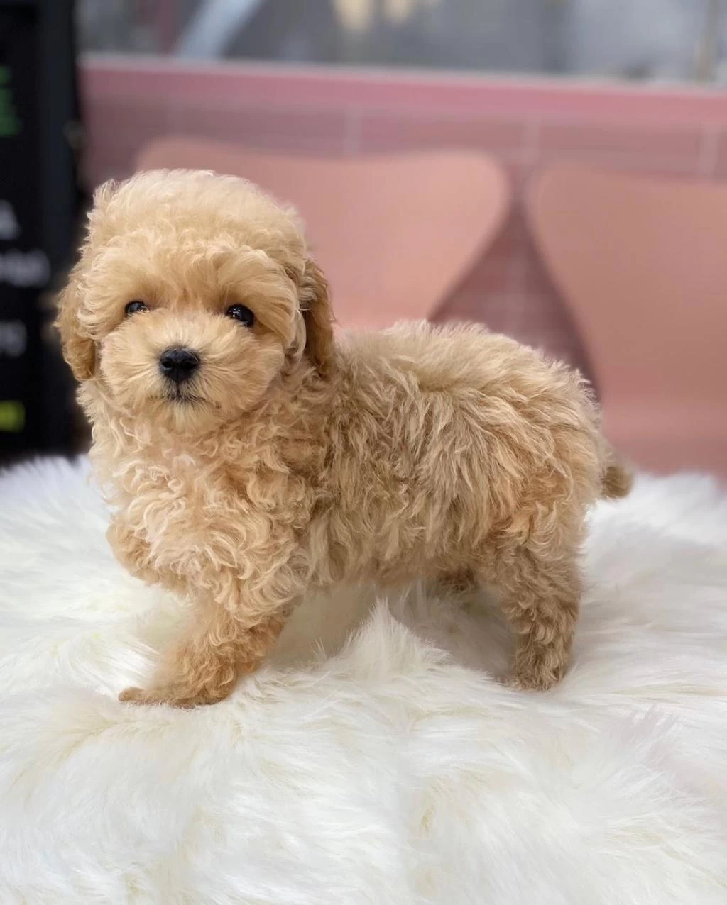 Maltipoo Güzellikler
