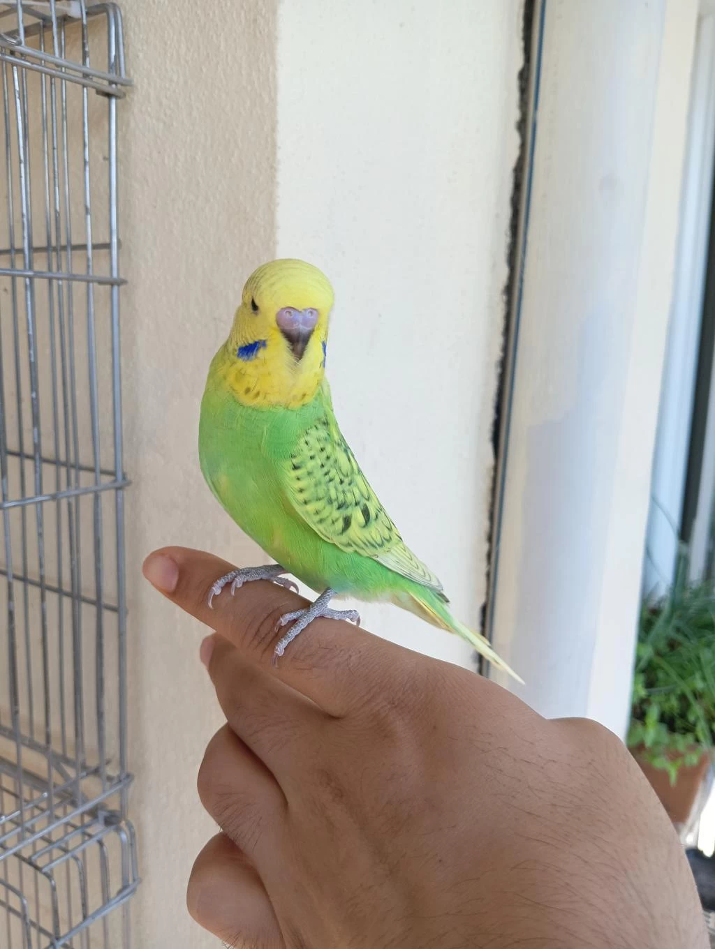 Rengarenk Muhabbet Kuşu Yavrular