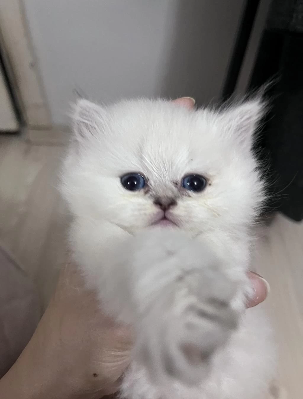 British Longhair Erkek (açıklamayı Okuyunuz)