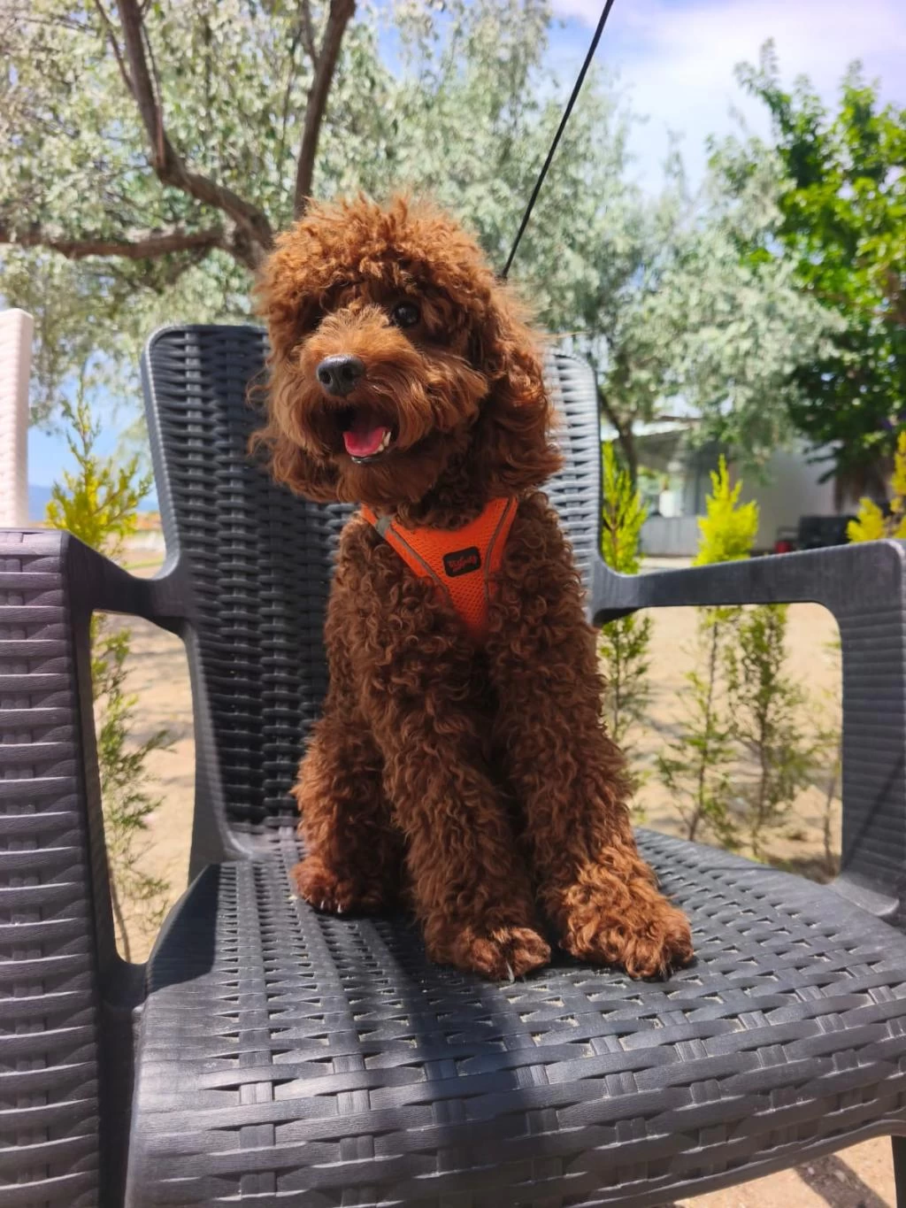Toy Poodle Yavrularımız 8 Aylık