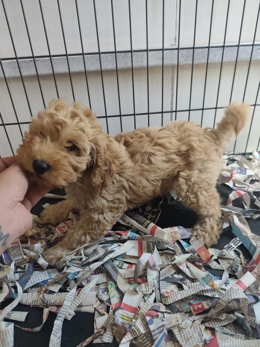 F1 Maltipoo Poodle Kalitesinde