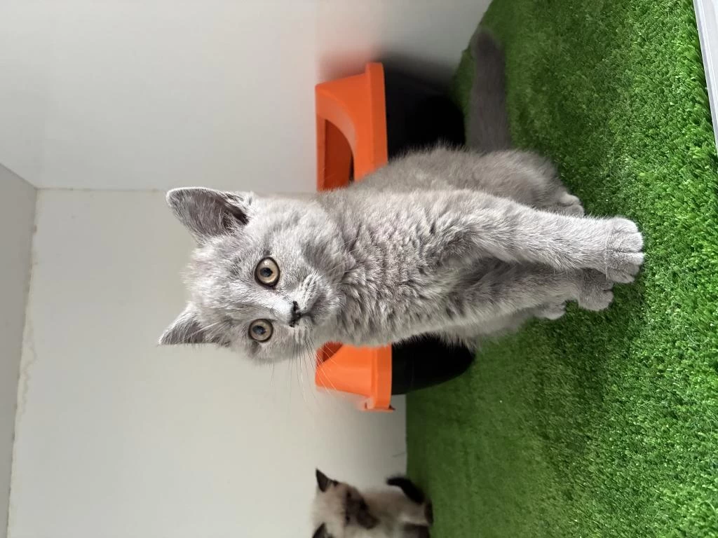 İrk Garantili British Shorthair