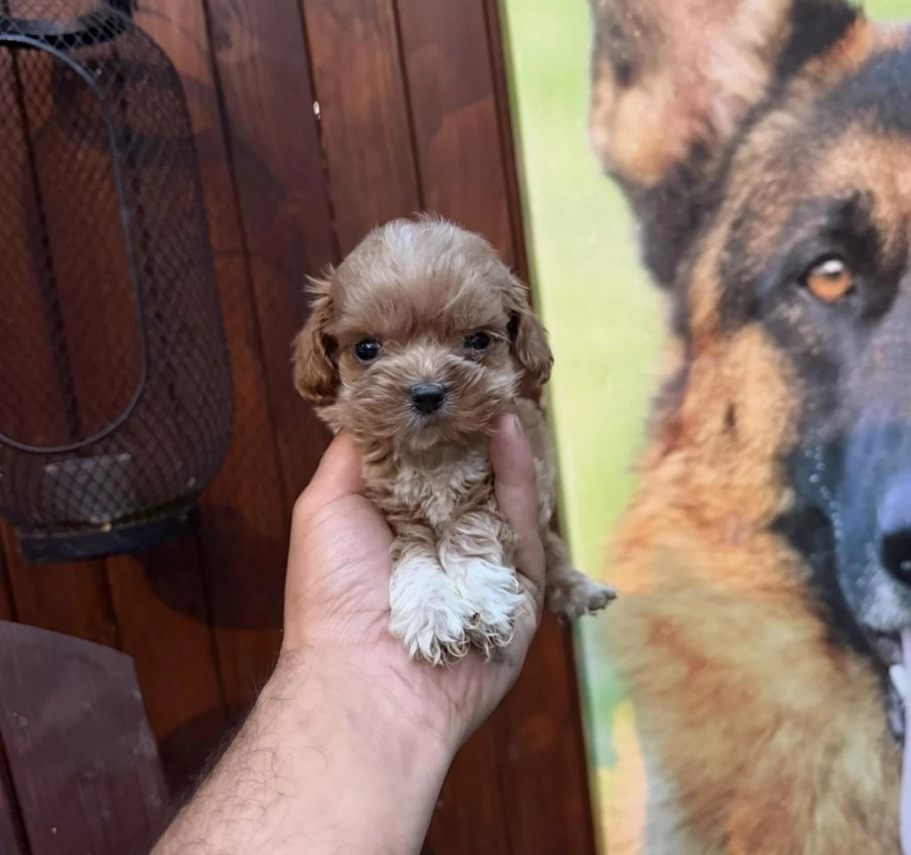 Teacup Kore Maltipoo Yavrular
