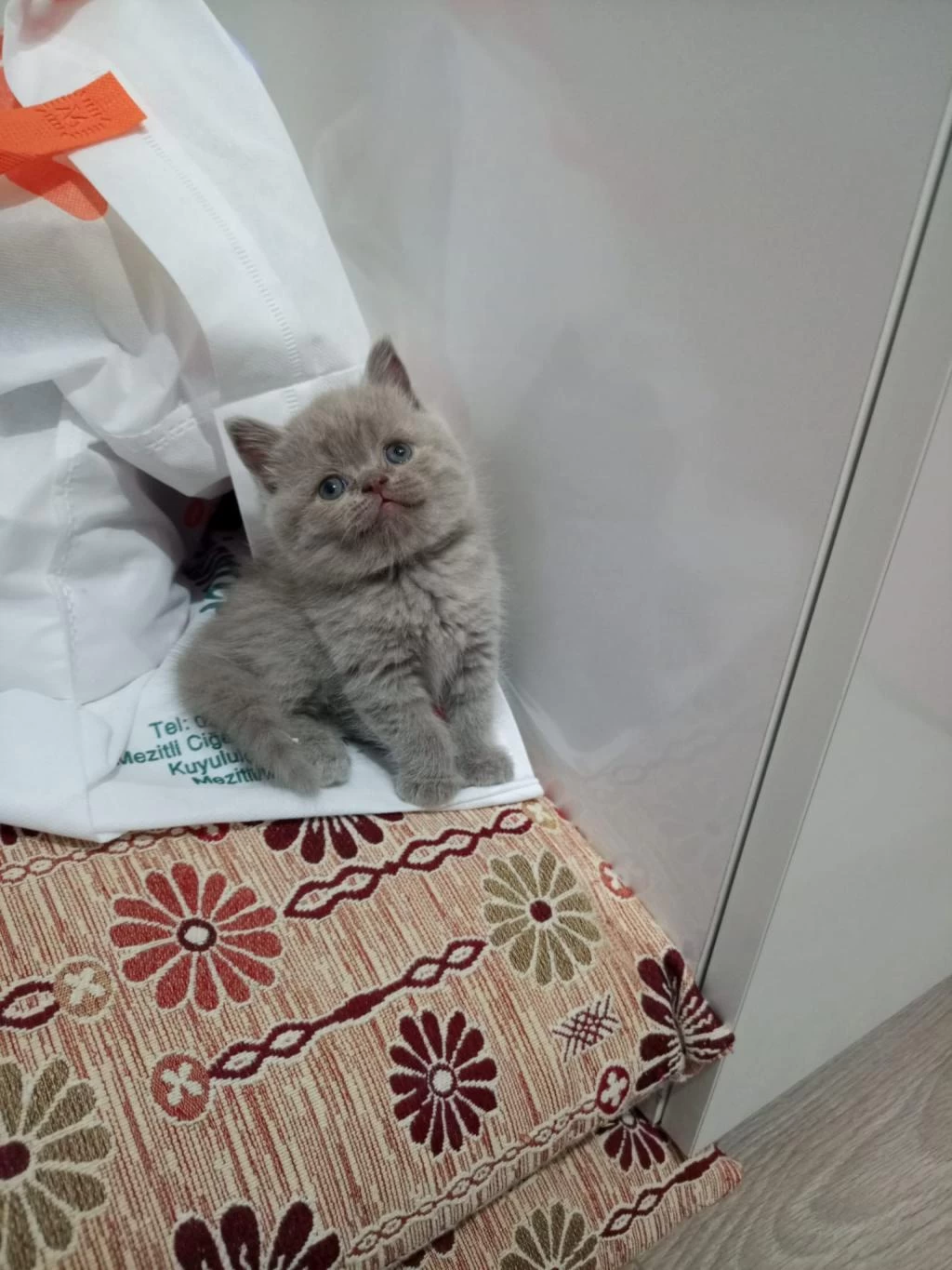 Disi Lilac British Shorthair Yavrular