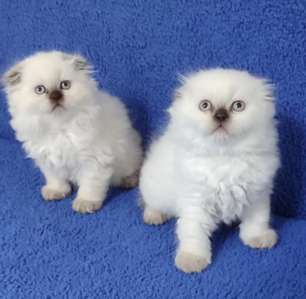 Scottish Fold Losgheyr Yavrular Teslime Hazirdir