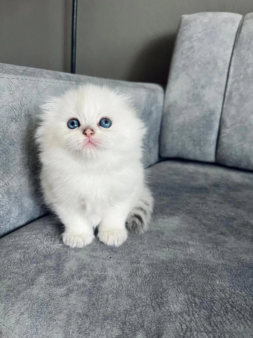 2 Aylik Erkek Uzun Tüylü Scottish Fold