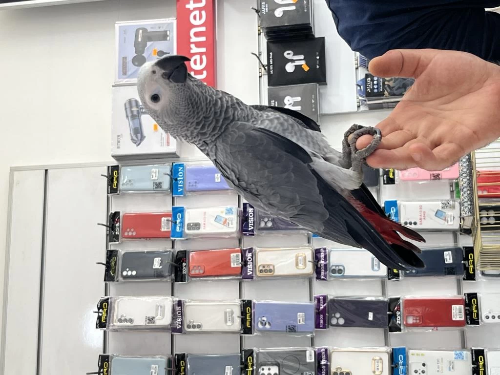 Red Faktör Jako Papağani