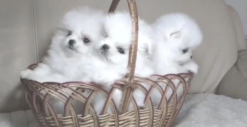 Pomeranian Boo Beyaz Köpekler