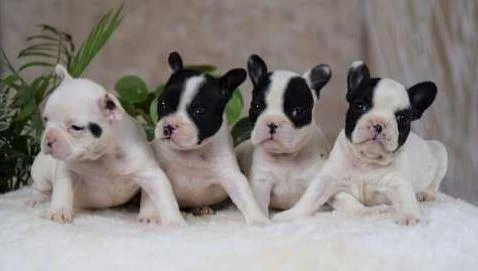 Elit Patiler Farkıyla French Bulldog Yavrular