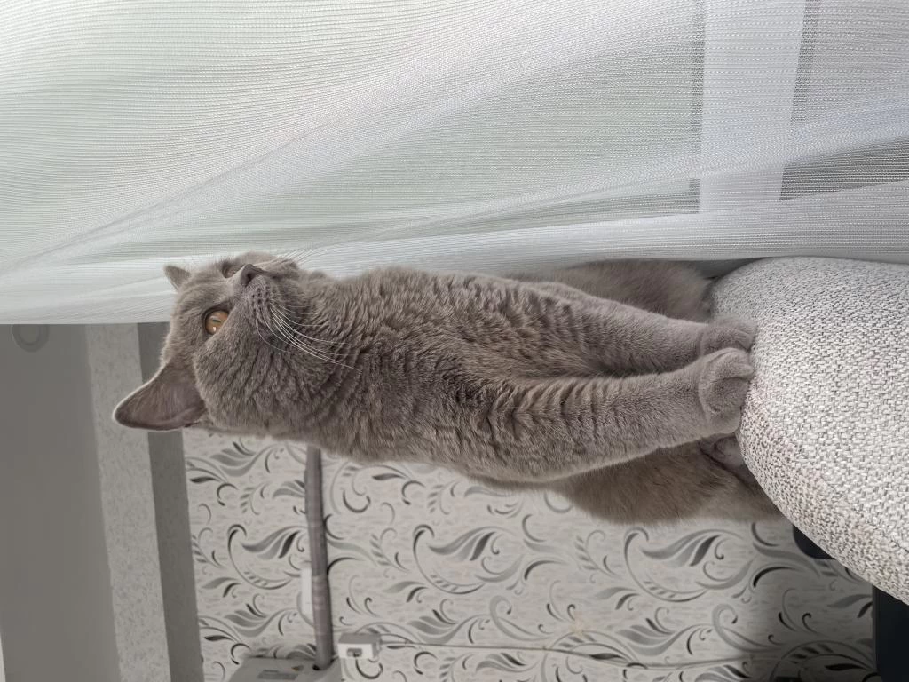 Sağlıklı Erkek Kısır Kedim