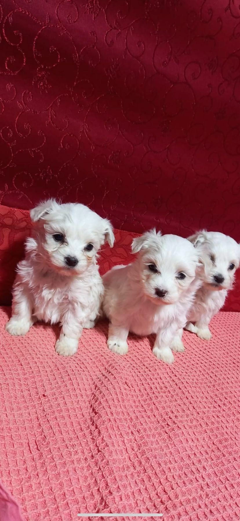 Kar Beyazı Maltese Bebeklerimiz