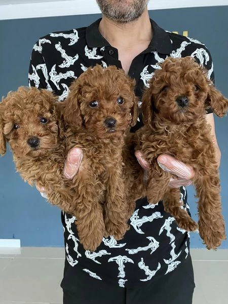 Renk Renk Orjinal Toy Poodle Yavrularımız Güncel