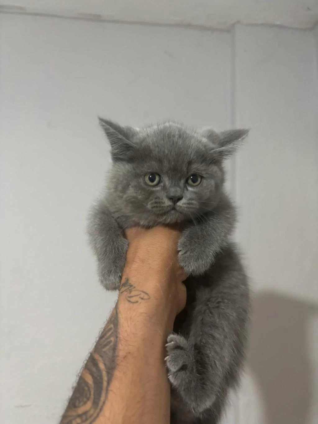 Top Kafa Üst Sınıf British Shorthair Yavrular