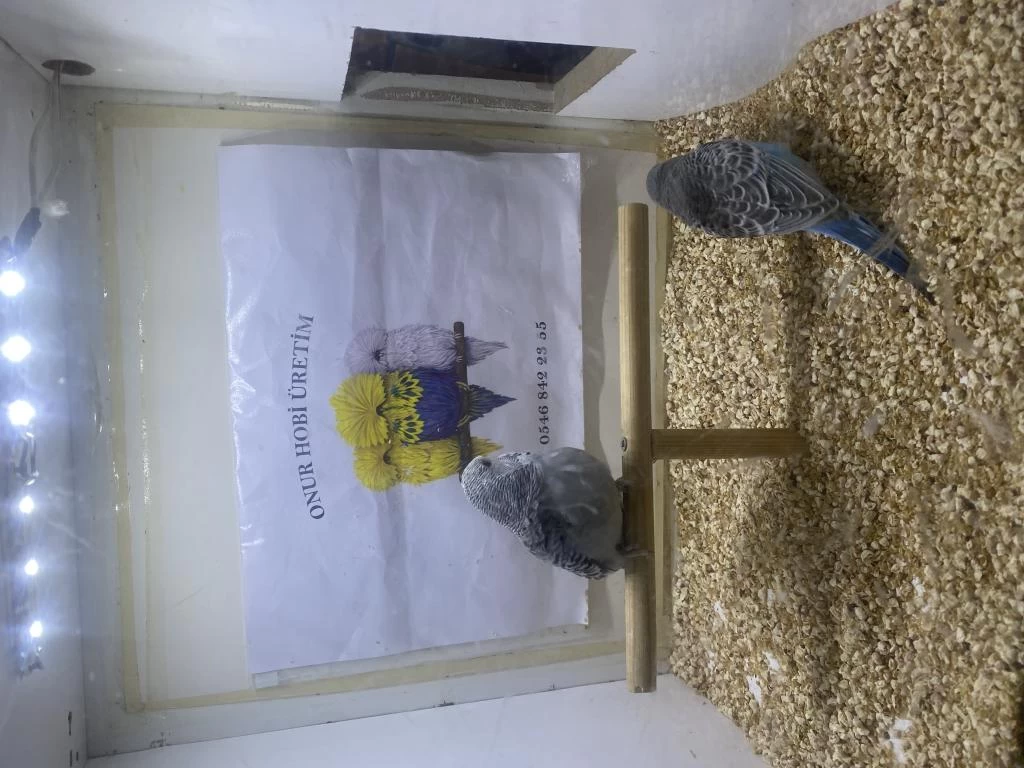 Yeni Yeme Düşmüş Erkek Muhabbet Yavru