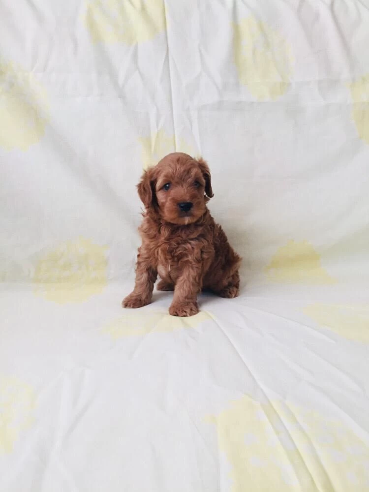 Red Brown Poodle Yavrular Ev Üretimi