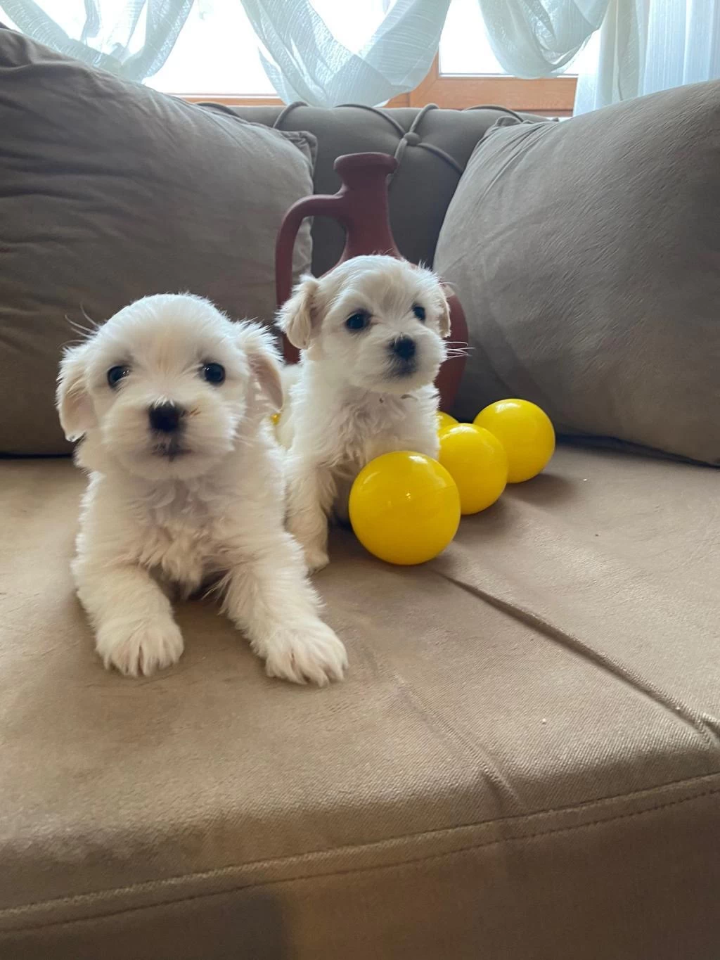 Mini Boy Maltese Yavrularımız