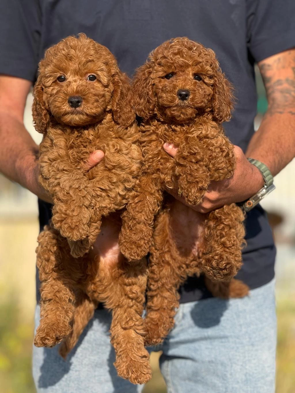Petmode Köpek Çiftliğinde Ziyarete Açık Toy Poodle