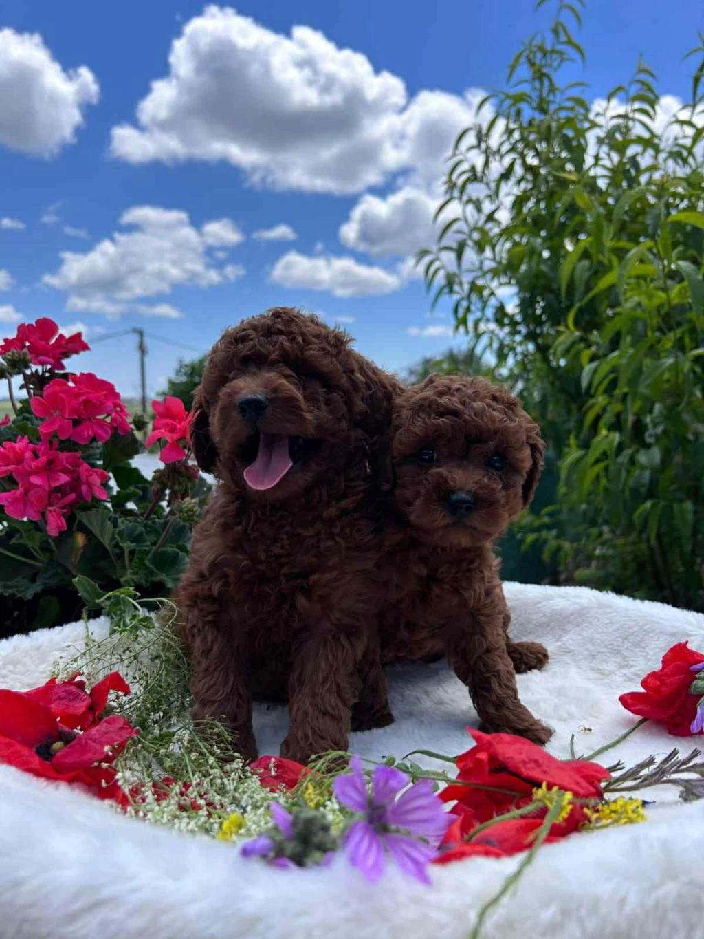 Biblo Güzelliğine Sahip Muhteşem Red Brown Toy Poodle