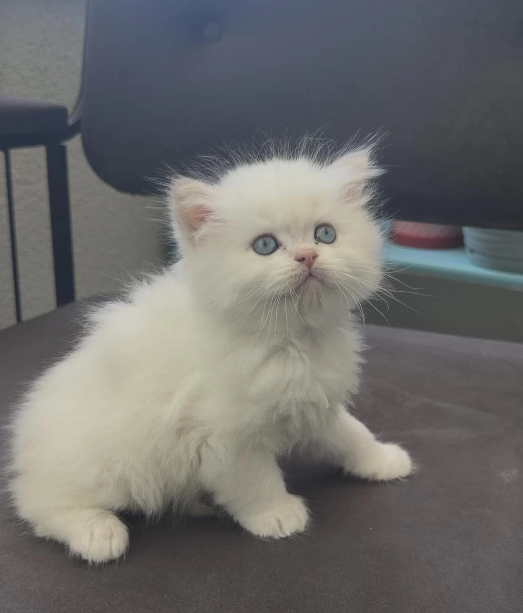 British Longhair Yavru Kedimiz
