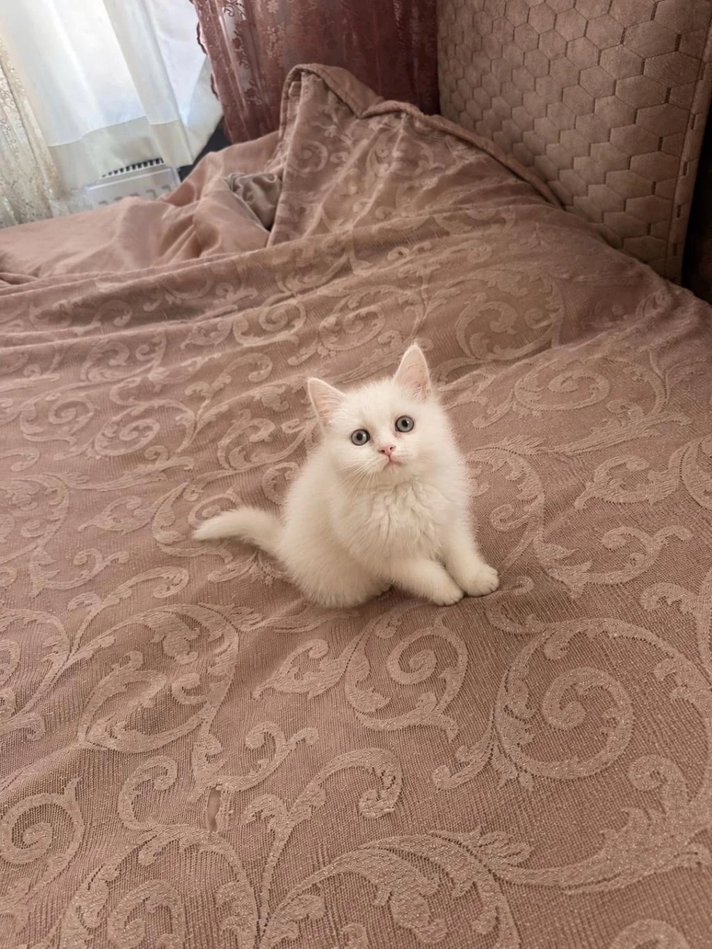 British Shorthair 2 Aylık Yavru
