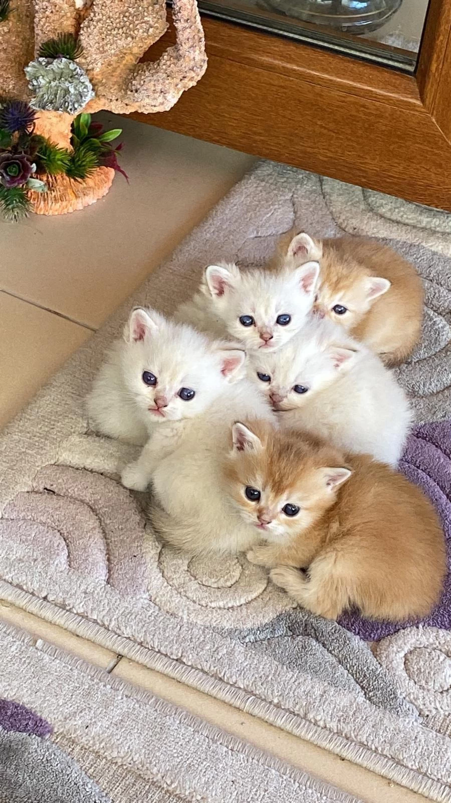 En Güzel British Shorthair Yavrularımız Ziyarete Açık