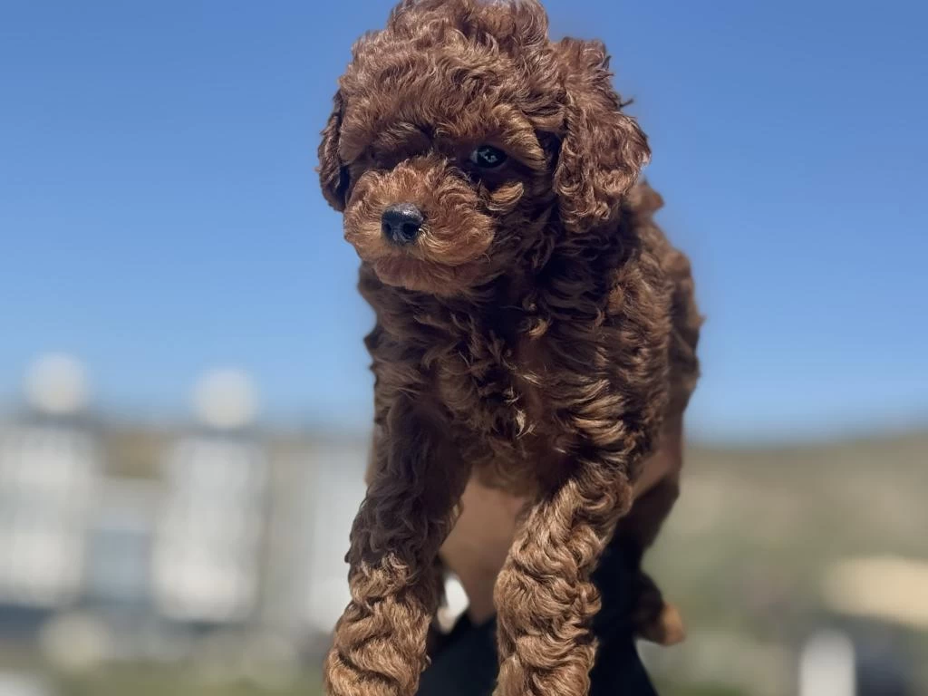 Ankaranın En Seçkin Toy Poodle Yavruları
