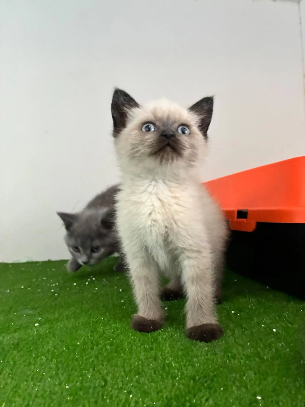 İrk Ve Sağlik Garantili British Shorthair Yavru