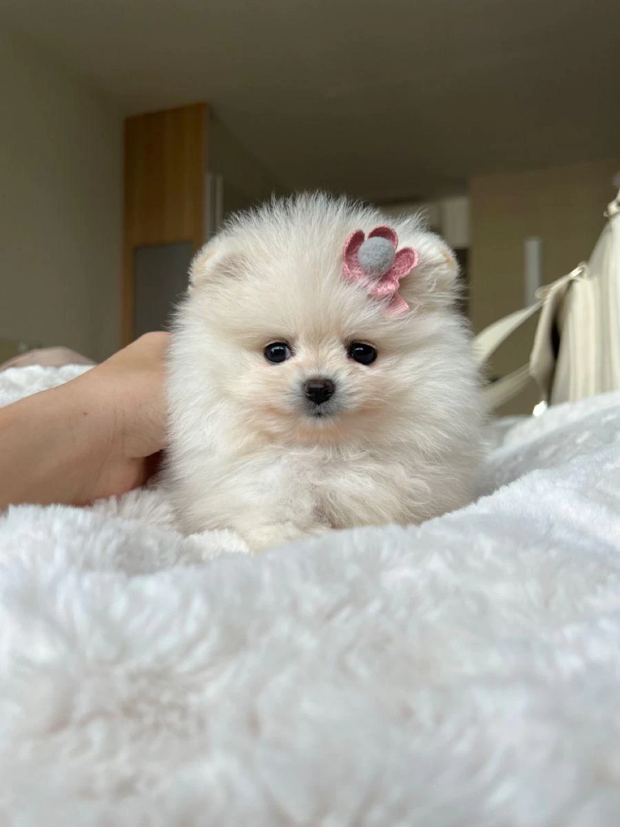 Pomeranian Yavrularımız İçin Arayabilirsiniz