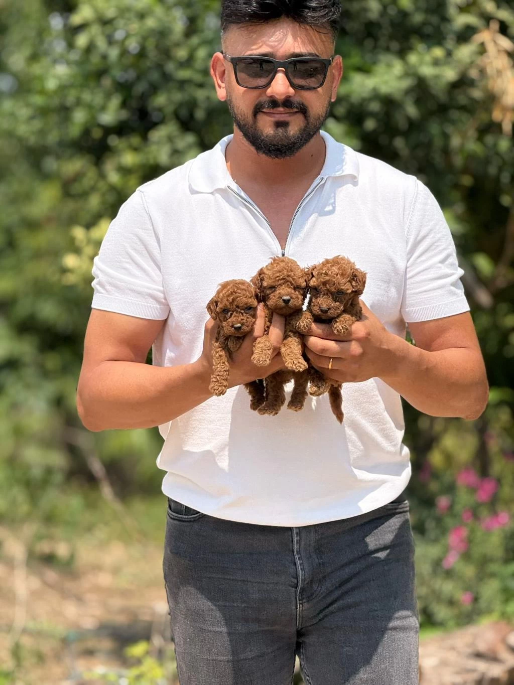 Teacup Korea Poodle Aşili Eğitimli