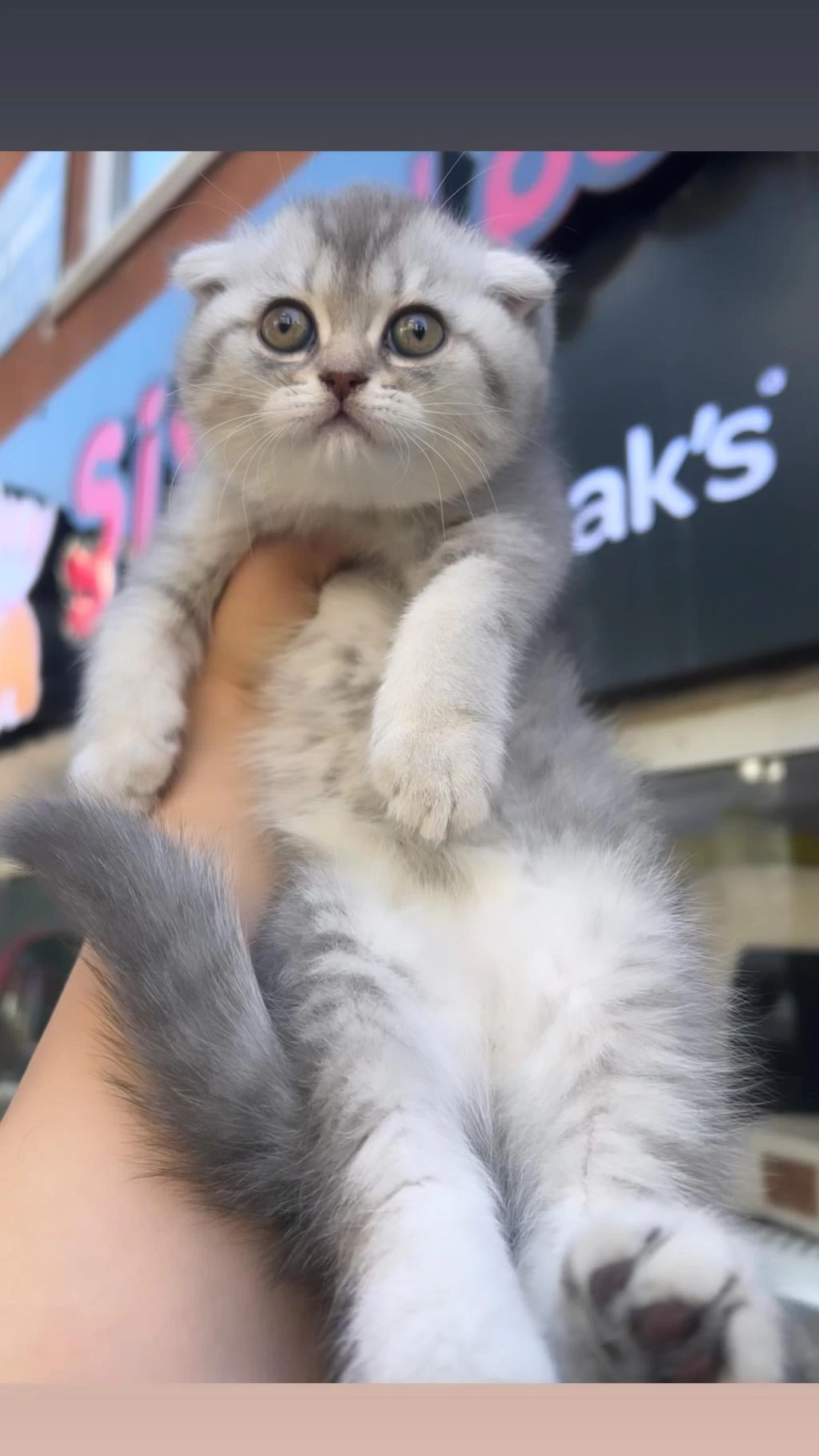Scottish Fold Dişi Blue Golden