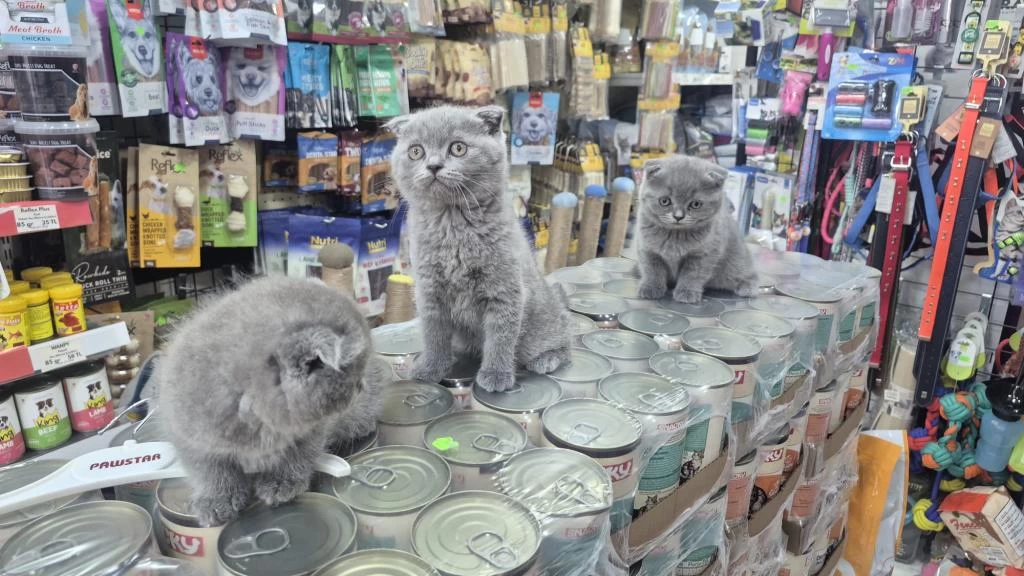 Dünya Tatlısı Çok Çok Özel Scottish Fold Bebekler
